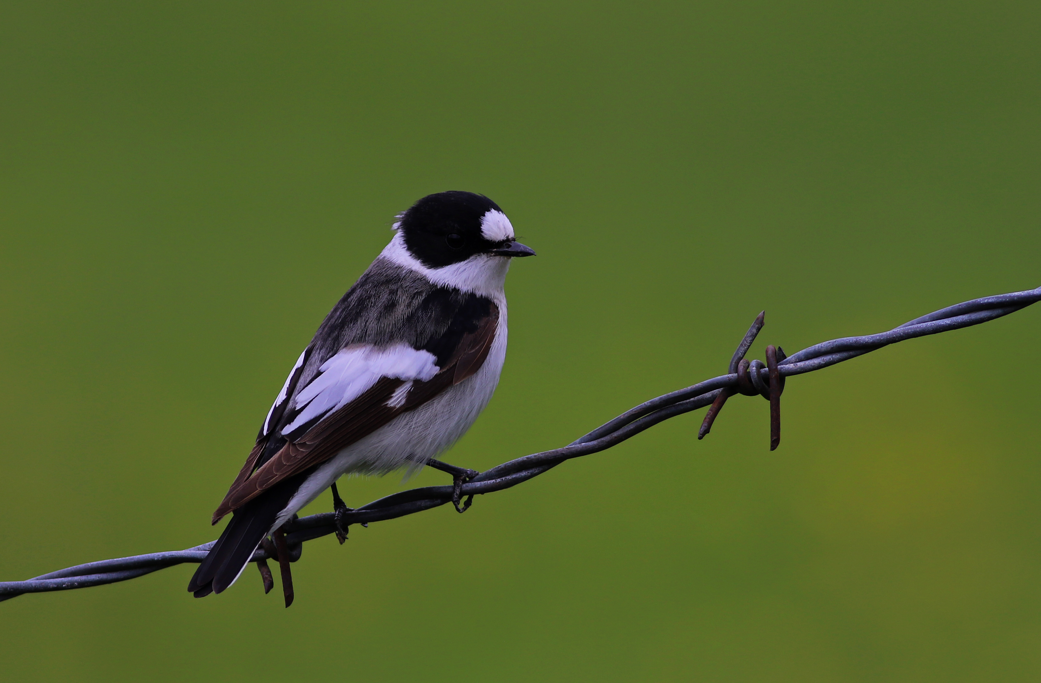 Collared Flycatcher